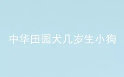 中华田园犬几岁生小狗