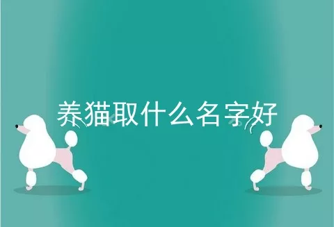 养猫取什么名字好