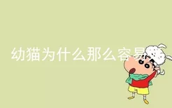 幼猫为什么那么容易死