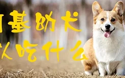 柯基幼犬可以吃什么