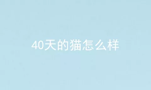 40天的猫怎么样