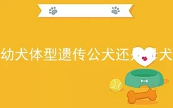 幼犬体型遗传公犬还是母犬