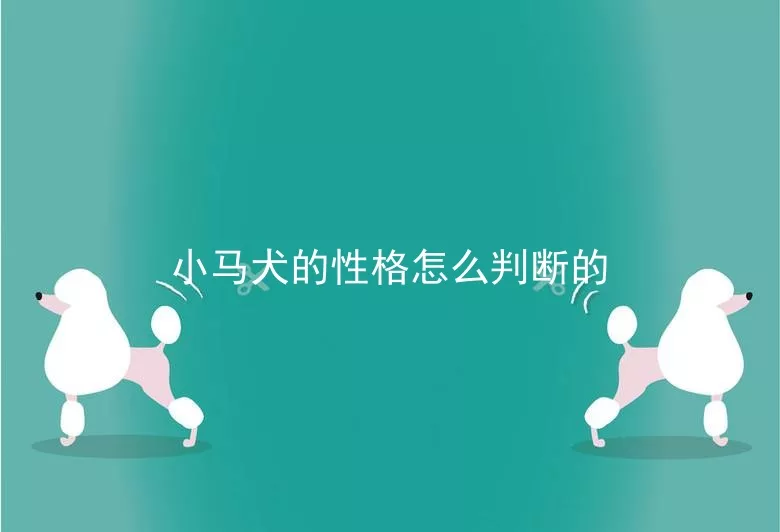 小马犬的性格怎么判断的