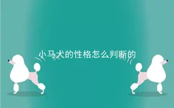 小马犬的性格怎么判断的