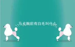 马犬胸前有白毛叫什么