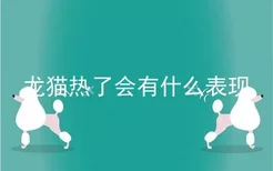 龙猫热了会有什么表现