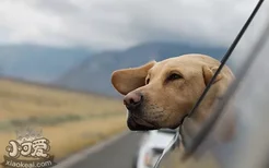 狗狗打完狂犬疫苗多久能出门