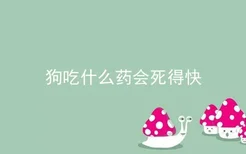 狗吃什么药会死得快