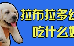 拉布拉多幼犬吃什么好