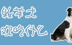 牧羊犬喜欢吃什么