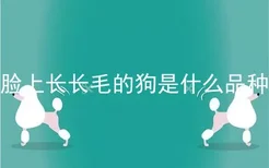 脸上长长毛的狗是什么品种