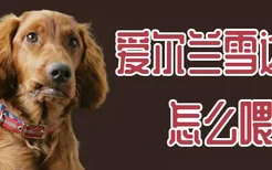 爱尔兰雪达犬怎么喂