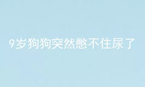 9岁狗狗突然憋不住尿了