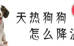 天热狗狗怎么降温