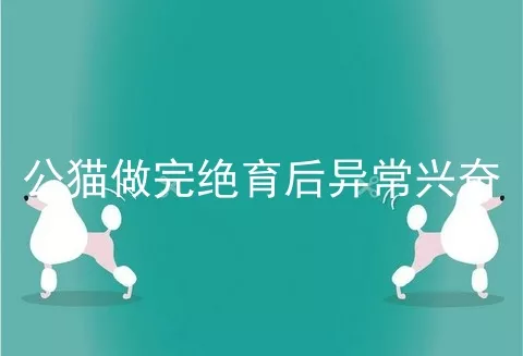 公猫做完绝育后异常兴奋