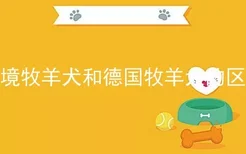 边境牧羊犬和德国牧羊犬的区别