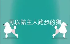 可以陪主人跑步的狗