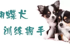 蝴蝶犬怎么训练握手