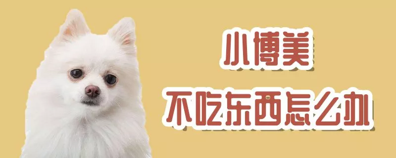 小博美不吃东西怎么办