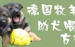 德国牧羊犬幼犬喂养方法介绍