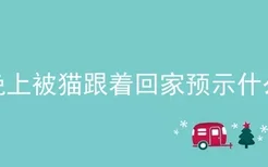 晚上被猫跟着回家预示什么