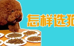 怎样选狗粮