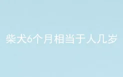 柴犬6个月相当于人几岁