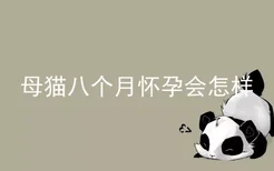 母猫八个月怀孕会怎样