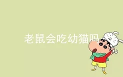 老鼠会吃幼猫吗