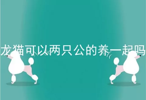 龙猫可以两只公的养一起吗