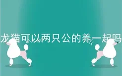 龙猫可以两只公的养一起吗