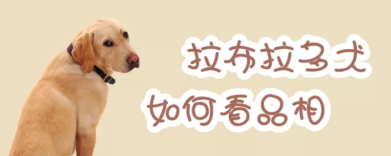 拉布拉多犬如何看品相