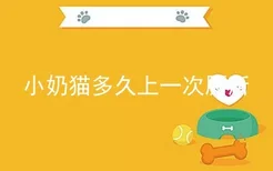 小奶猫多久上一次厕所