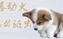 柯基幼犬怎么驱虫