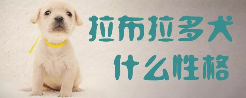 拉布拉多犬什么性格1