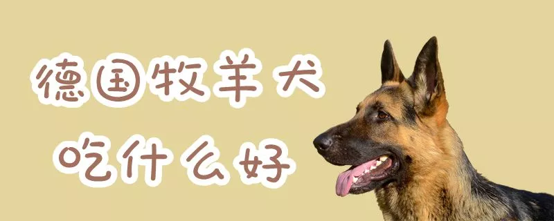 德国牧羊犬吃什么好