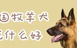 德国牧羊犬吃什么好