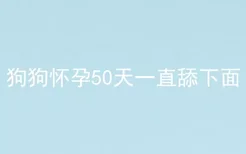 狗狗怀孕50天一直舔下面