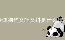 泰迪狗狗又吐又抖是什么情况