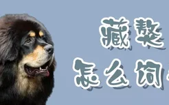 藏獒怎么饲养