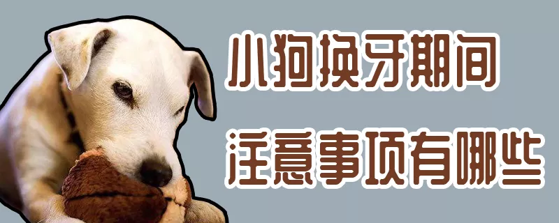 小狗换牙期间注意事项有哪些