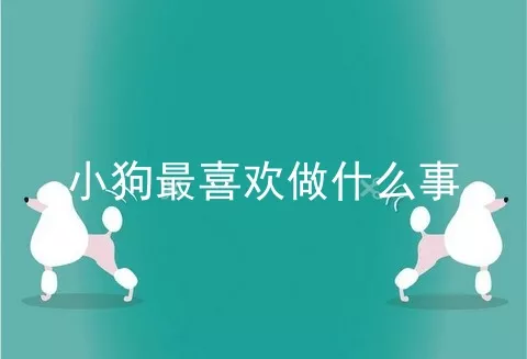 小狗最喜欢做什么事