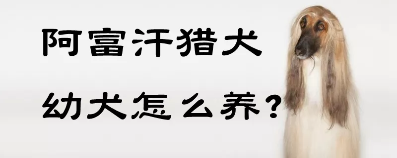 阿富汗猎犬幼犬怎么养