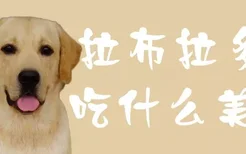 拉布拉多犬吃什么美毛