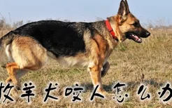 牧羊犬咬人怎么办