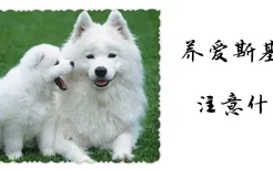 养爱斯基摩犬注意什么