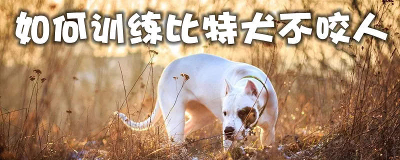 如何训练比特犬不咬人