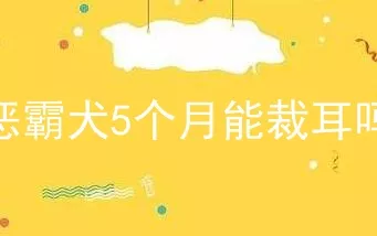 恶霸犬5个月能裁耳吗