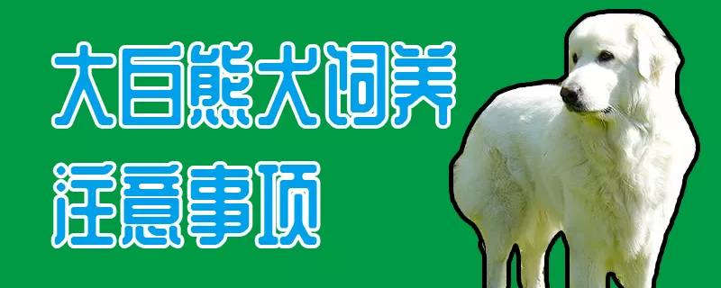 大白熊犬饲养注意事项