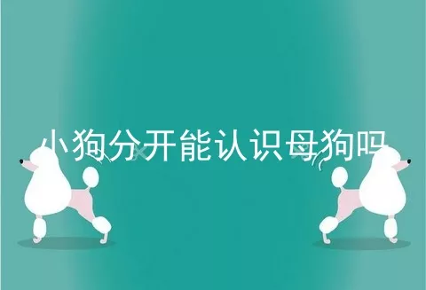 小狗分开能认识母狗吗